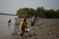 Prawn seed collection in Sunderban